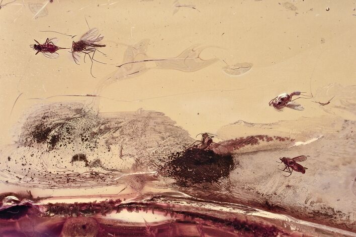 Detailed Fossil True Midge Swarm (Chironomidae) In Baltic Amber #330682